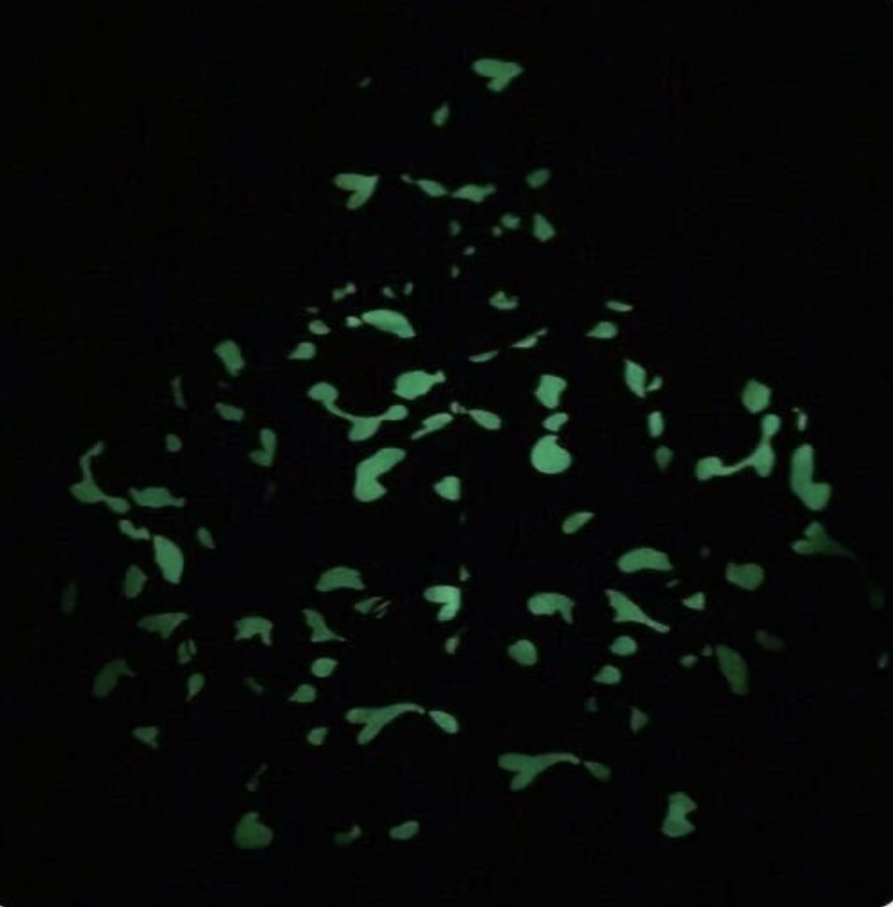 BAPE Gray Camo Glow In The Dark Shark Full Zip Hoodie